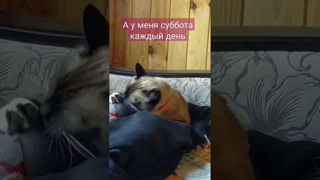 #cute #cat #тайская #рекомендации #catcute#comment