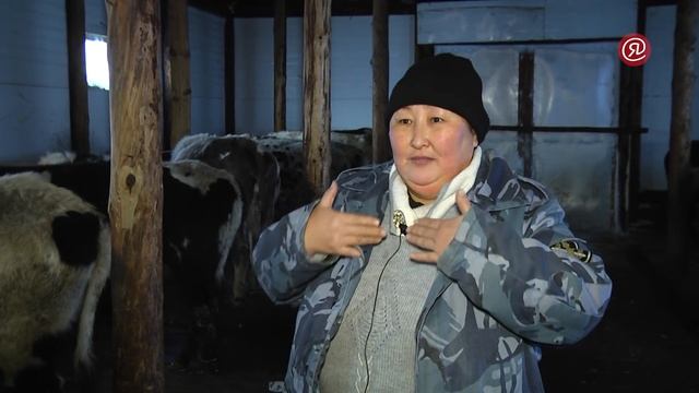 В Хангаласском районе разводят коров якутской породы