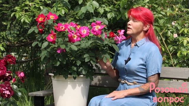 Роза Вег Дер Зинне. Первое цветение. Rose Weg Der Sinne.