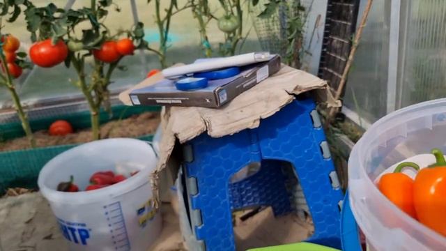 ОЧЕНЬ СЛАДКИЙ ПЕРЕЦ АПЕЛЬСИН. ИНДИВИДУАЛЬНЫЙ ОБЗОР ПЕРЦА. УРОЖАЙНОСТЬ С КУСТА. ОТЗЫВЫ. Pepper.