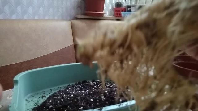 Пересадка моего Адениума.