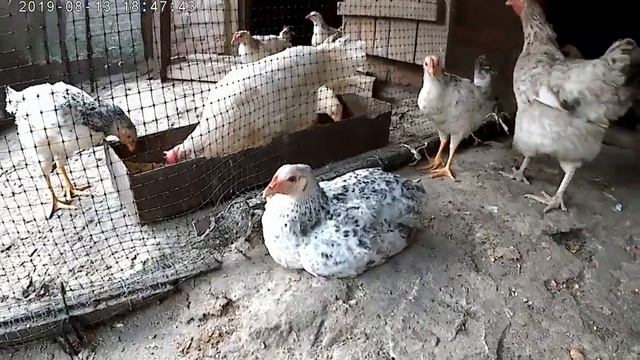 Мастер Грей курчата