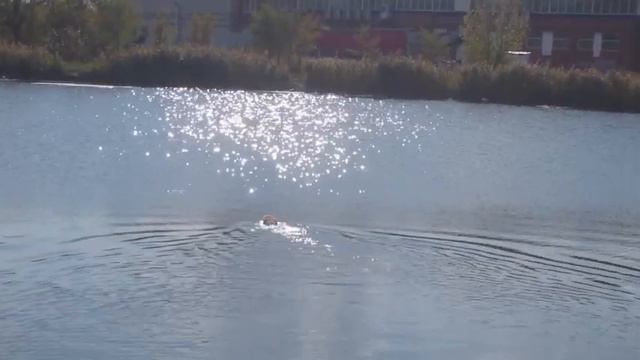 Золотистый ретривер идеальный охотник на воде.