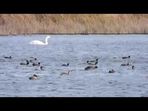 Мохнатый шмель