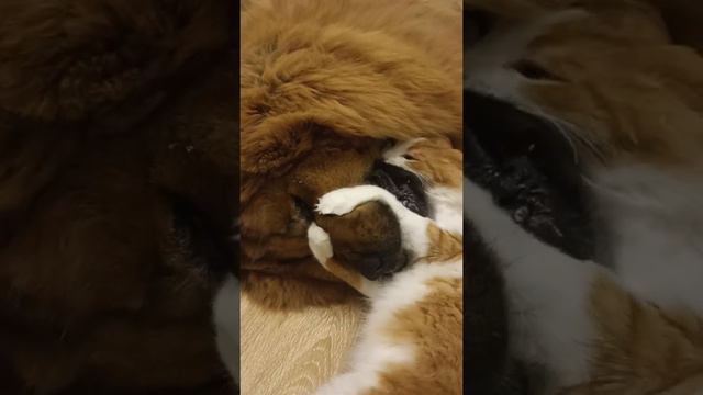 Одно неверное движение зубов... 😬😬😬