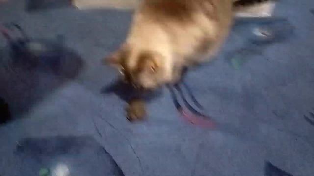 9438cee6a416646b6fedb402067834cb