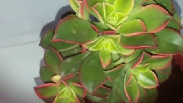 Aeonium Haworthii Kiwi.LINDÍSSIMA