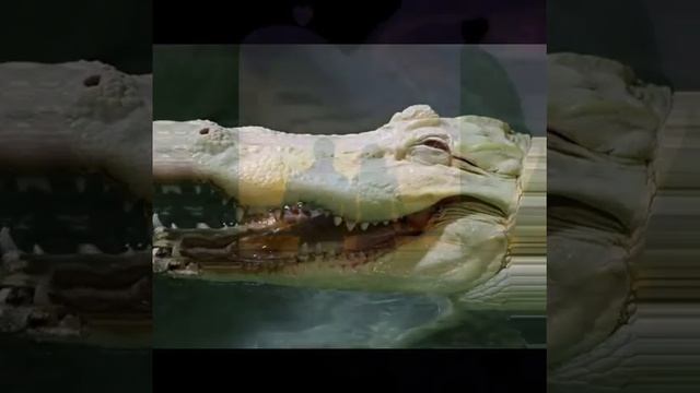 《ЗЕЛЁНЫЙ КРОКОДИЛ》В.И.А.《ГОЛУБЫЕ ГИТАРЫ》.бвв