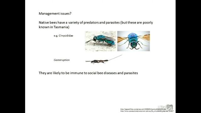 Dr Peter McQuillan: Native Bees In Production Landscapes