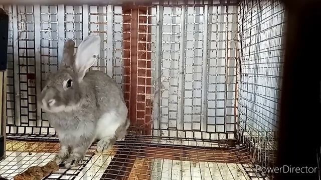 Кролики и уточки обитатели базы отдыха дубрава.