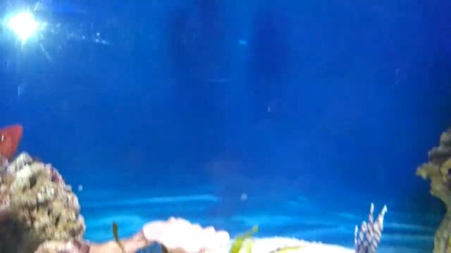 Скорпены (морские ерши)