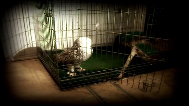 Лера Романтика    Видеодневник выпуск №7