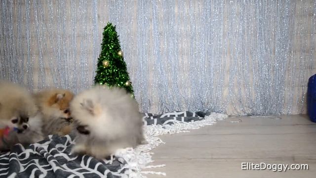 Щенки померанского шпица мини девочки маленькие пушистые комочки