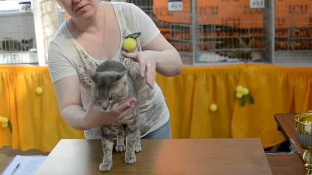 Ринг бенгальский кот