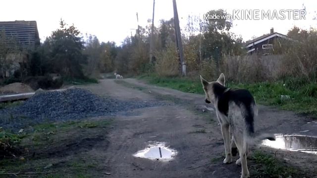 Бездомные собаки (инфа1)