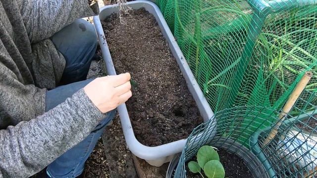 #102 Container Growing   So Easy Anyone Can Do It