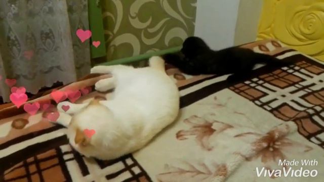 Шотландские вислоухие коты