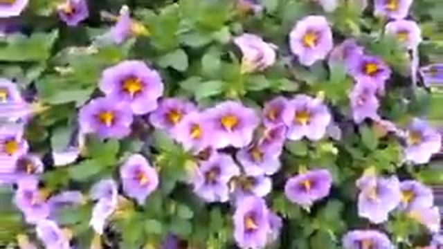 Spring Trials 2016: StarShine™ Calibrachoa