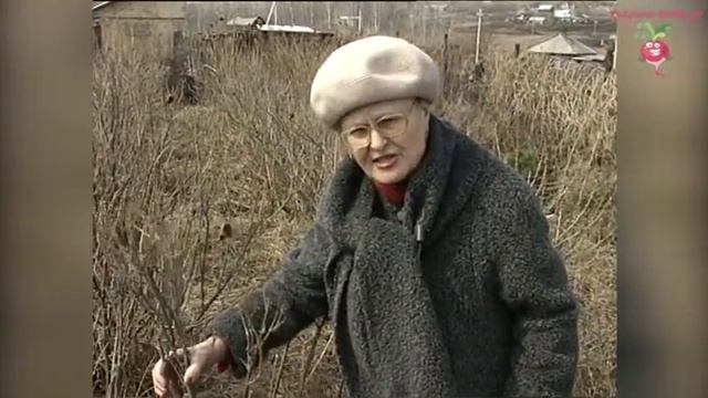 Обрезка смородины весной #urozhainye_gryadki