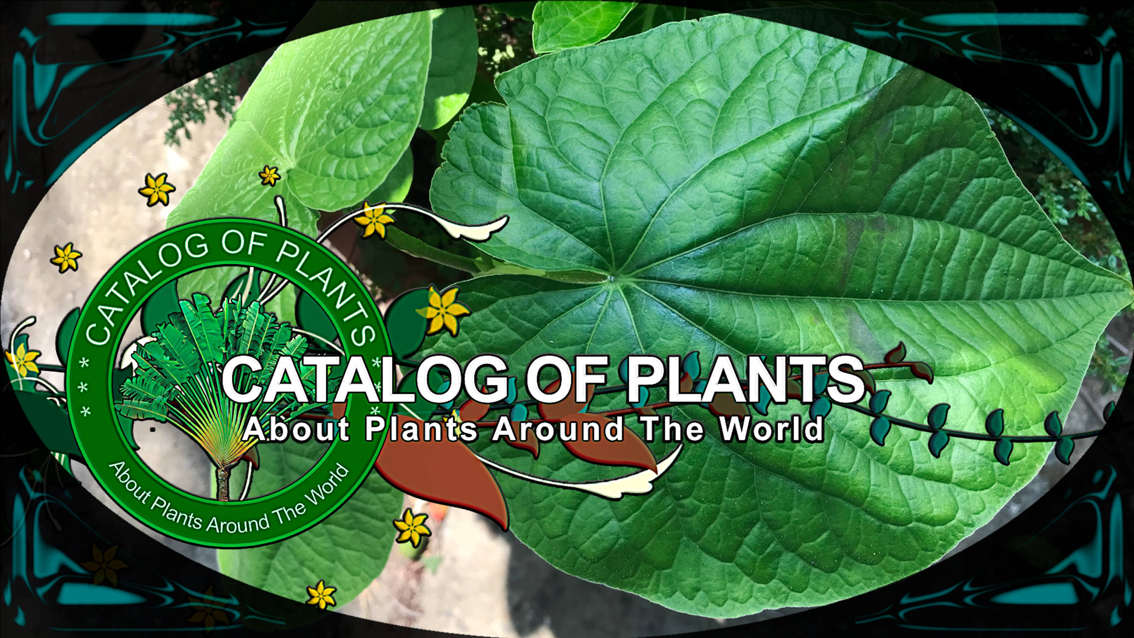 Piper Umbellatum L. | Medical Plants | 🇵🇦 Panama |