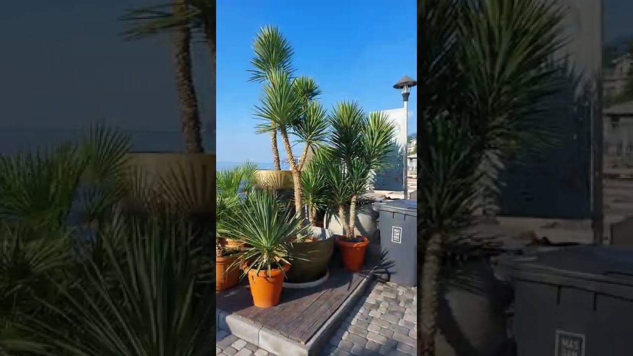 Ялта. Массандровский пляж. 2 августа 2022. 8 утра.