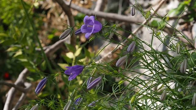 Campanula Carnica.mp4