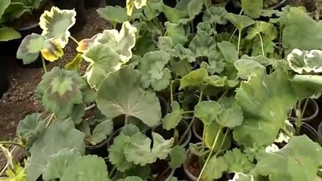 146ae0f1faa4f95d52e194219ccf1402