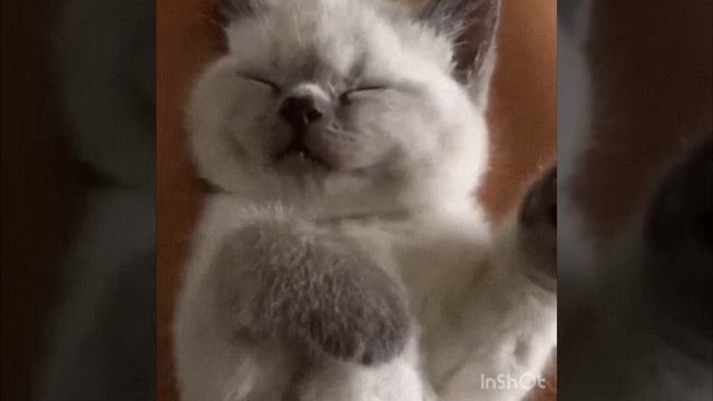 B6fc9edbdfdd86107a4362701d25b888