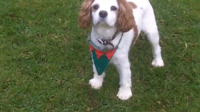 Cavalier King Charles Spaniel - 6 PROS AND CONS