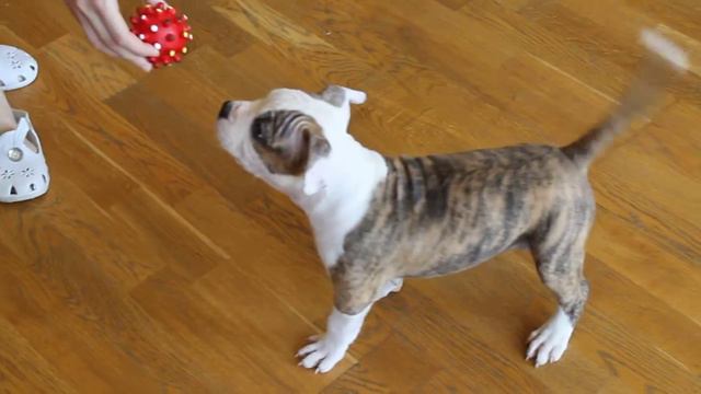 Best Staff Muscatel'. Веселые прыжки (funny Jumping)