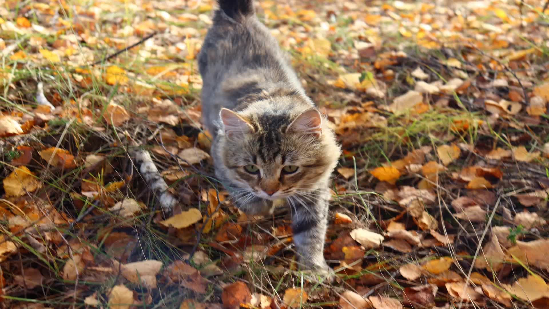 Жизнь без кота, да не та!