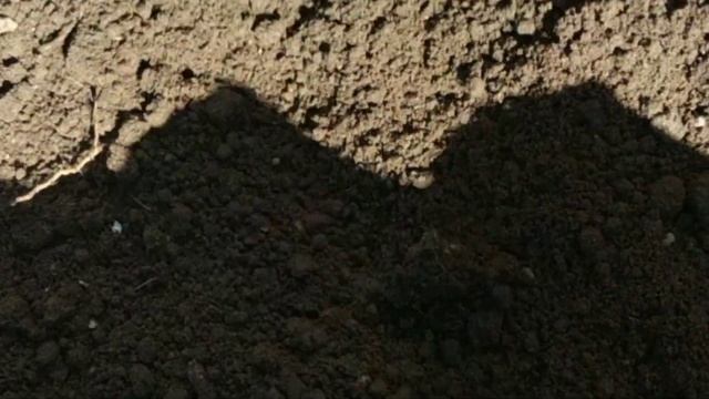 Подготовка посадочной ямы и высадка молодого однолетнего куста. 25 мая 2020 год