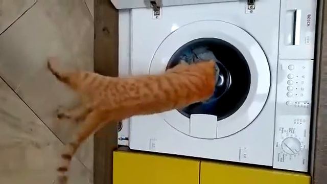 25.09.2020 - Котик Чеддер (теперь Абрикос) уехал домой (видео из дома)