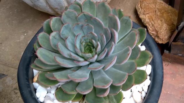 ✅Minhas Suculentas