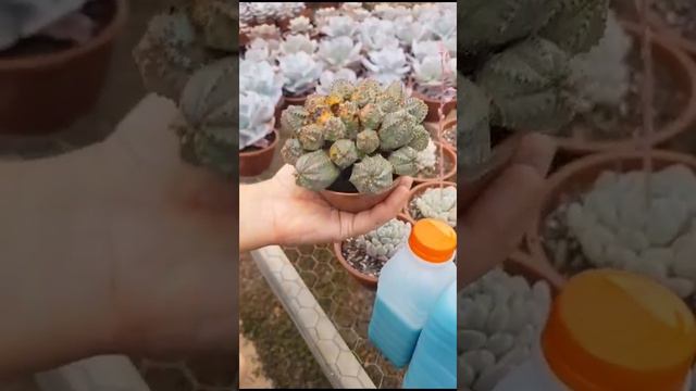 Calda Bordalesa Pronta Fungicida Para Suculentas Cactos E Plantas Verdes