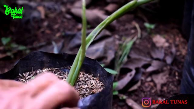 SALAH SATU JENIS SYNGONIUM INI SEDIKIT BERBEDA||SYNGONIUM CHIAPENSE