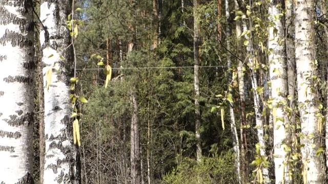 Берёзовые серёжки