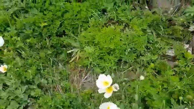 Белые маки острова Русский