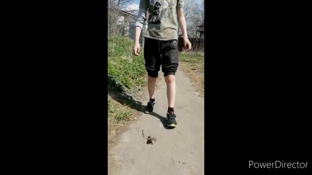 Разговорчивая лягушка