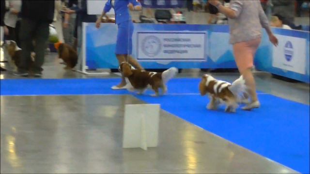 Eurasia2 2018 (CKCS) Dogs Open Class