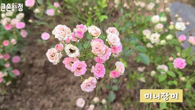 [SUB]시골정원 | 넋을 놓고 바라보는 아름다운 정원 / 6월에 피는 꽃 70여종과 이름 소개🌺/A Beautiful Garden Overlooking