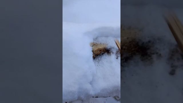 Как сопротивляется огню стружка, опилки и опилки с гипсом? Что сгорело до конца?