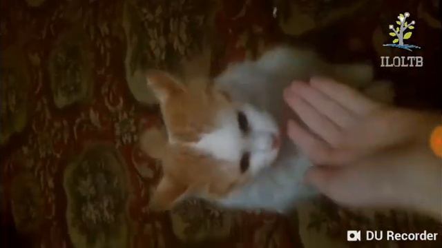 Новости о котят