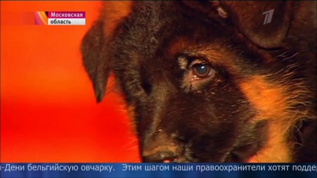 Щенок Добрыня для МВД Франции