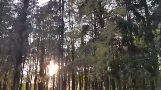 Фредерик Шопен-Хрустальная Грусть