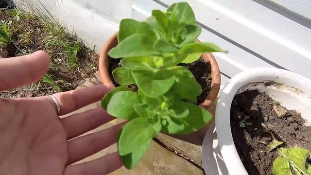 ПЕРЕСАДКА ПЕТУНИЙ/ДЕРЕВЕНСКИЙ ВЛОГ