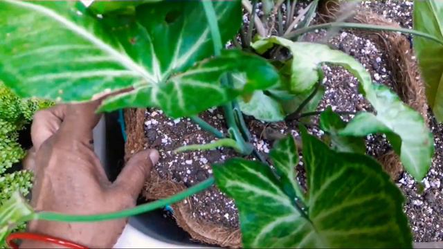 530🌿🥀Hanging Baskets Of Syngonium And Fern, Potting Soil, Location,