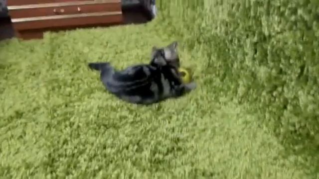 Шотландский котенок скоттиш страйт