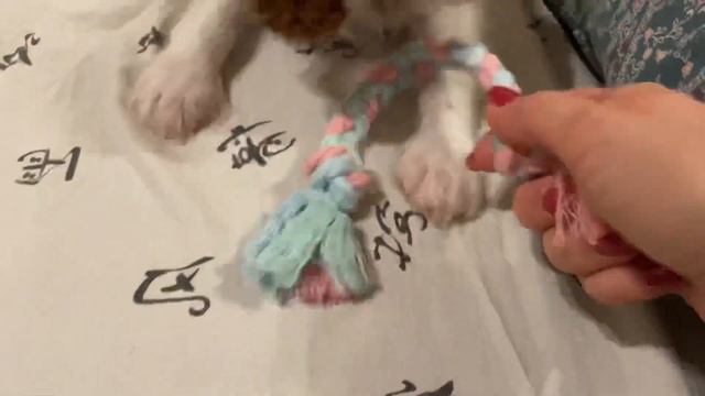 Мы дома. Барни знакомится со шпицом. И первая мини прогулка.