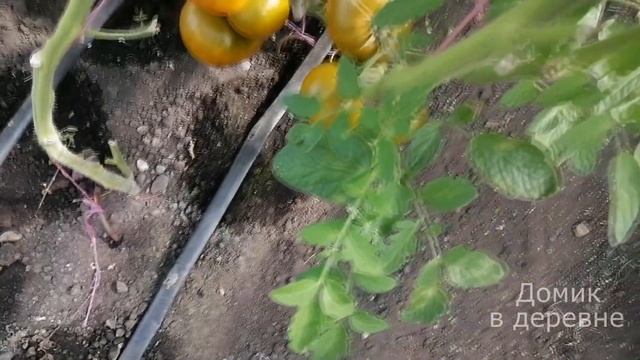 Большой обзор наших сортовых томатов и гибридов. Система подвязки не выдержала.